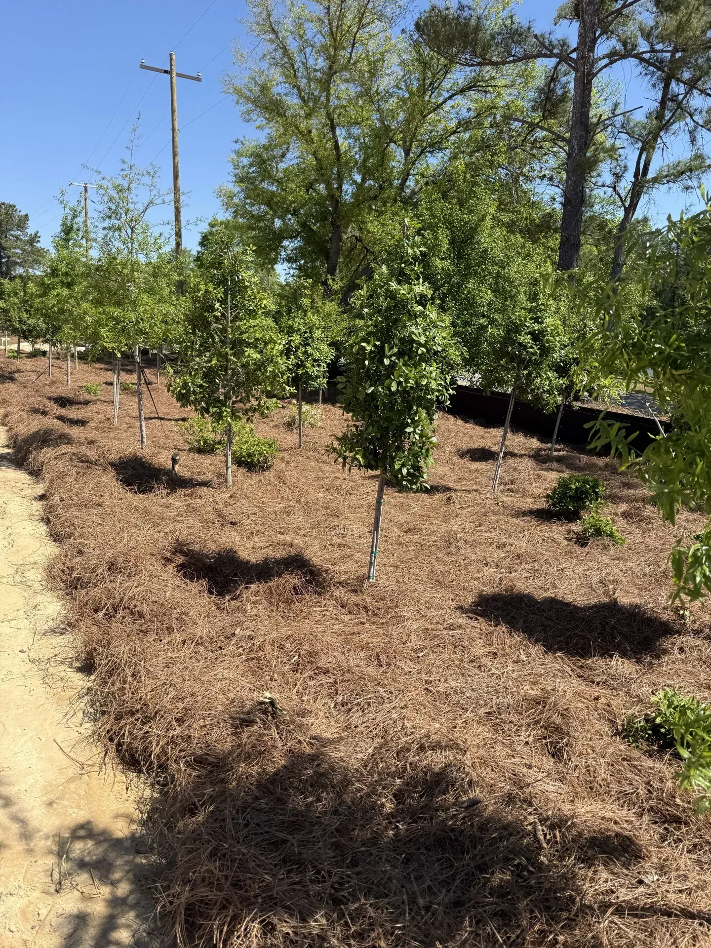 Southern Ethos project 6