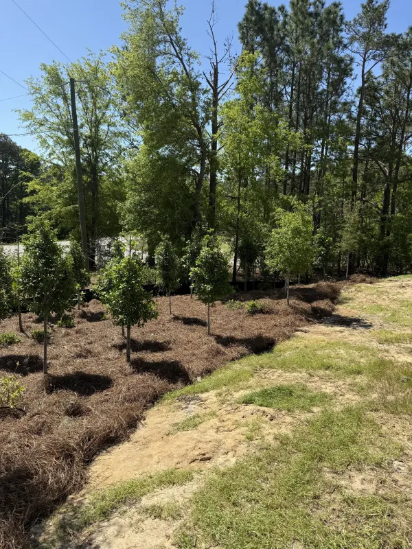 Southern Ethos project 5